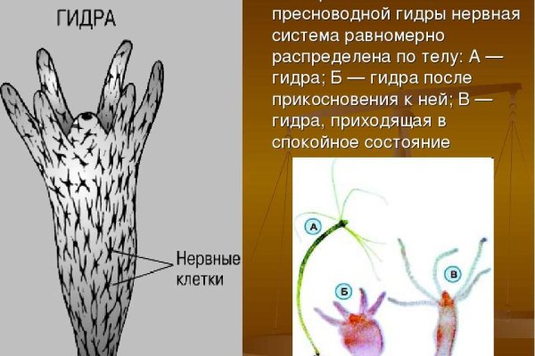 Кракен лого маркетплейс